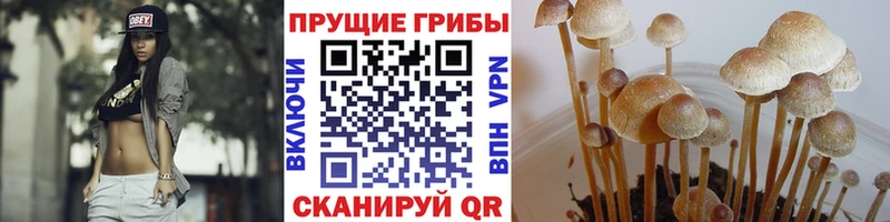 Купить  Зверево  Псилоцибиновые грибы мицелий 